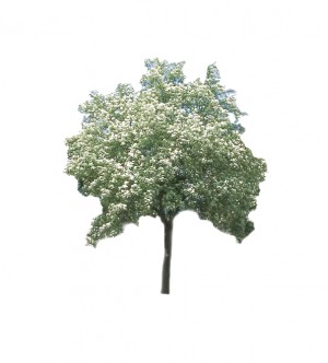 Jarząb mączny 'Magnifica' DUŻE SADZONKI 250-300 cm, obwód pnia 8-10 cm (Sorbus aria)